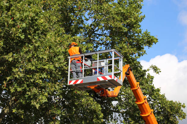 Why Choose Our Tree Removal Services in Gardnerville, NV?