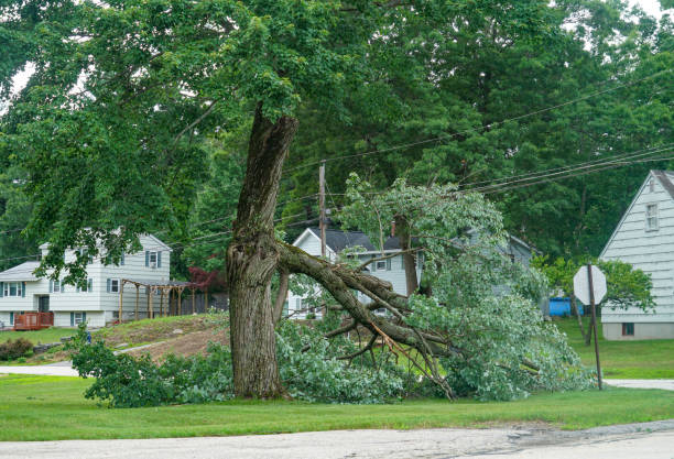 Trusted Gardnerville, NV Tree Services Experts