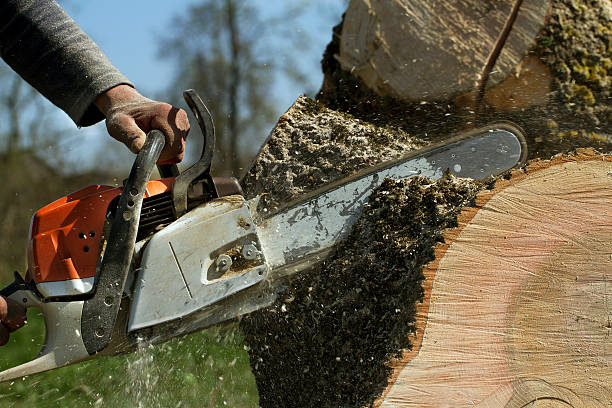 Best Storm Damage Tree Cleanup  in Gardnerville, NV